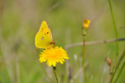 Close-up of butterfly pollinating on yellow flower