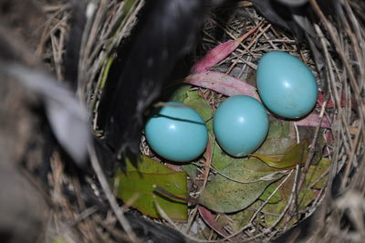 High angle view of eggs in nest