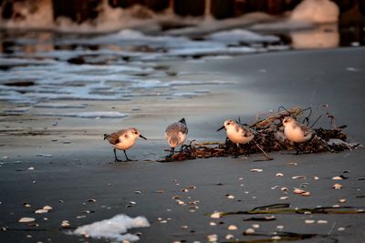 Birds on sea shore