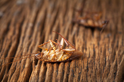 Close-up of crab on dry leaf