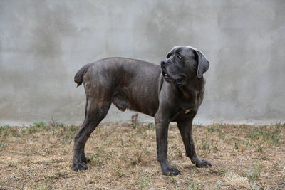 American bulldog standing on field against wall