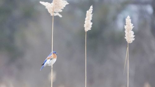 Low angle view of bird perching on feeder