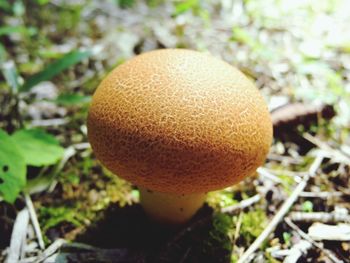 Close-up of mushrooms growing in forest