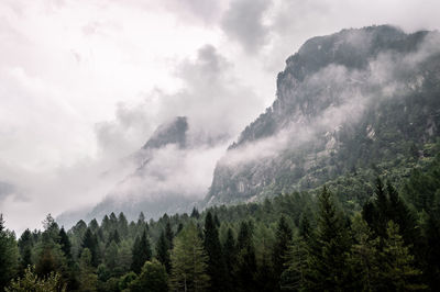 Panoramic view of pine trees against sky