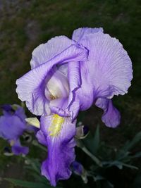 Close-up of fresh purple iris blooming outdoors