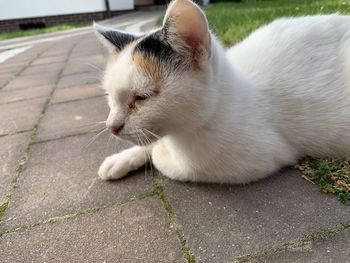 Close-up of a cat resting on footpath