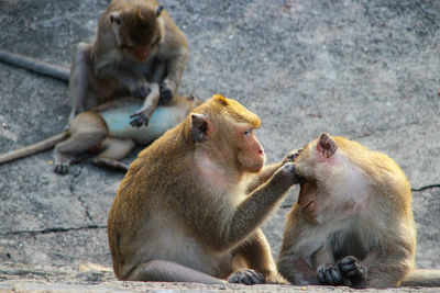 Monkeys sitting outdoors