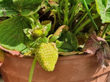 Close-up of fresh fruit on plant in field