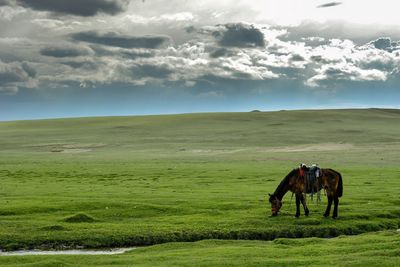 Horses of horses resting under the wide blue sky in bayinbulak swan lake reserve, xinjiang