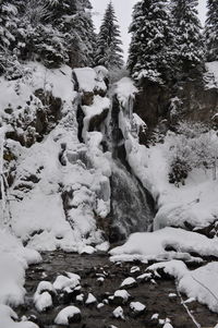 Close-up of snow on tree during winter