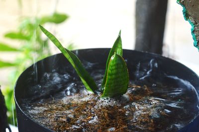 Close-up of leaves in container