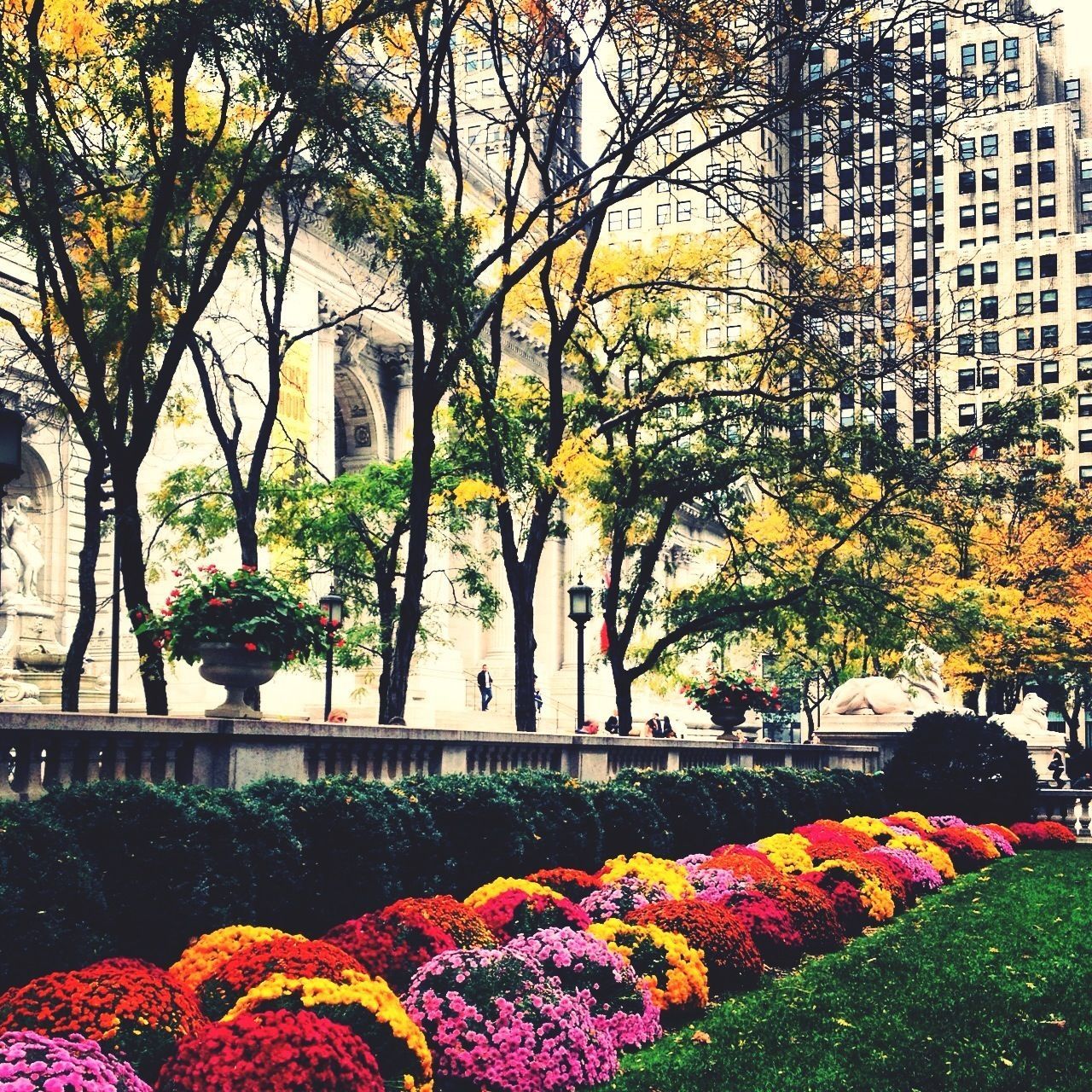 flower, building exterior, growth, architecture, tree, built structure, freshness, fragility, plant, nature, city, blossom, beauty in nature, yellow, park - man made space, blooming, branch, in bloom, formal garden, outdoors