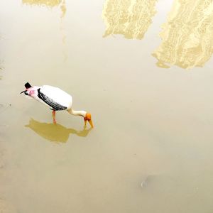 High angle view of birds swimming in lake