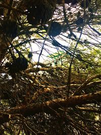 Low angle view of tree in forest against sky