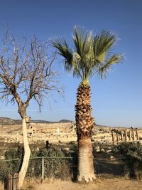 Palm trees on landscape against sky