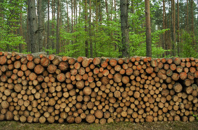 Stack of logs in forest