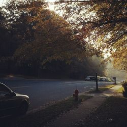 Road passing through forest