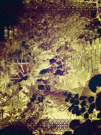 High angle view of flowering plants on wall