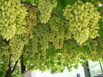 Close-up of grapes growing in vineyard