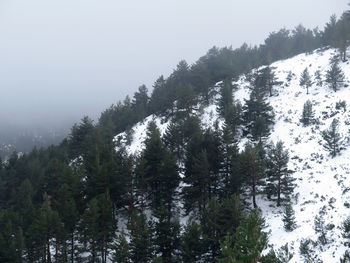 Trees in forest during winter