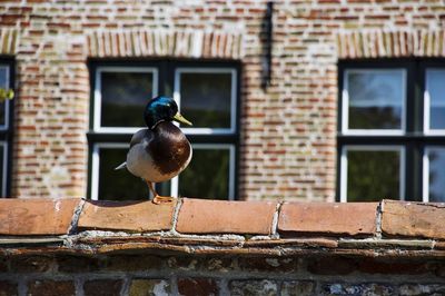 Close-up of bird perching on window