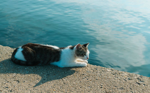 View of a cat sitting on rock