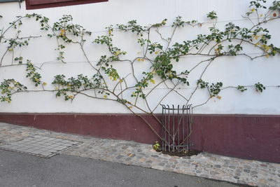 Close-up of potted plant against wall