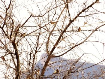 Low angle view of birds perching on branch