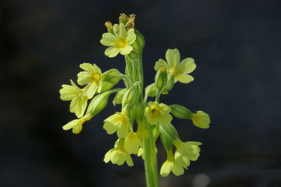 Close-up of yellow flowering plant