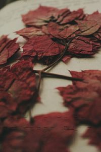 Close-up of leaves