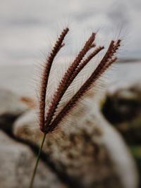 Close-up of dry flower on land