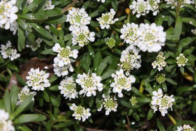 Close-up of white flowers blooming outdoors