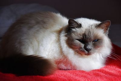 Close-up of cat resting