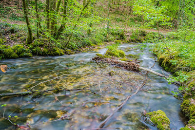 Stream flowing in forest