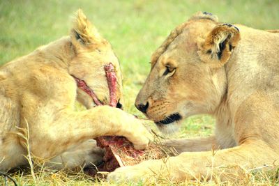 Close-up of lion