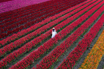 High angle view of woman walking in flowering field