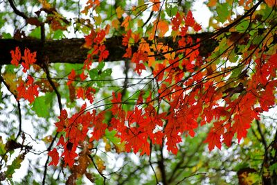 Low angle view of maple leaves on tree
