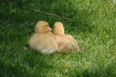 Two cats on grass