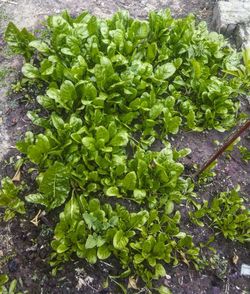 Close-up of fresh green plants