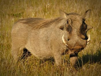 Portrait of elephant on field