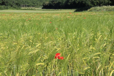 Red poppy flowers in field