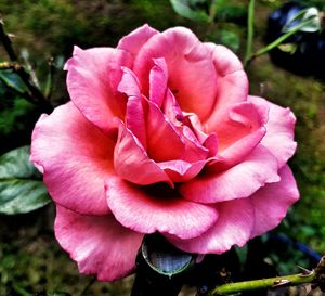 Close-up of pink rose blooming outdoors