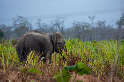Elephant feeding on grass amidst tea garden