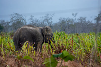 Elephants on field