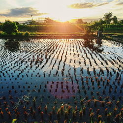 View of sunset over rice paddy