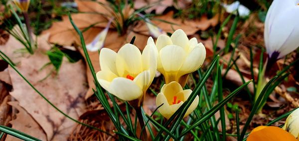 Close-up of white crocus flowers on field