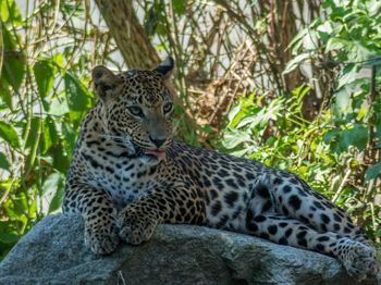 View of a cat looking away