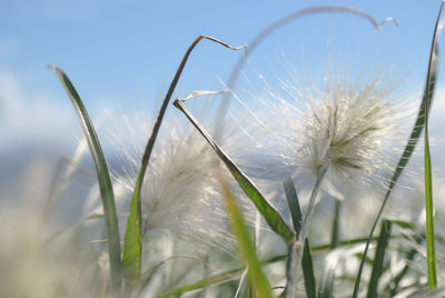 Close-up of plants growing on field against sky