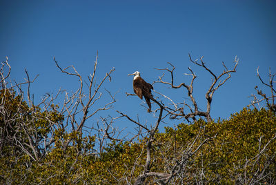 Low angle view of birds perching on branch against blue sky