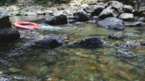 High angle view of turtle in water